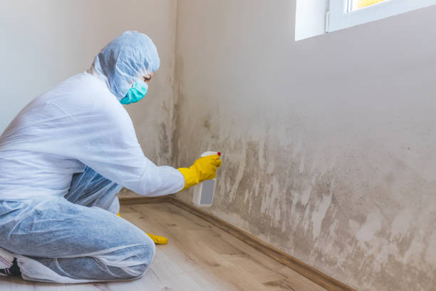 Licensed Mold Remediation service in Burnt Cabins, PA - WQB Mold Removal